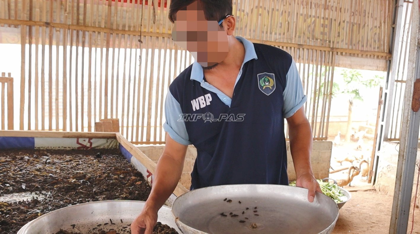 Sortir Prepupa untuk Calon Indukan, Lapas Batulicin Jaga Keberlanjutan Budi Daya Maggot