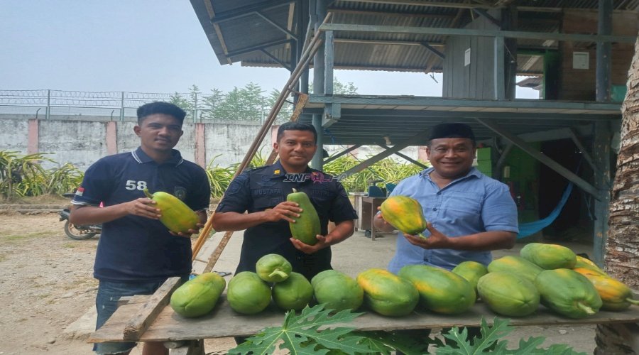 Lapas Piru Panen 20 Kg Pepaya California Hasil Pembinaan Kemandirian Warga Binaan