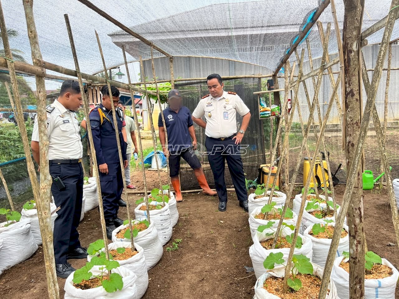 Lapas Dharmasraya Kembangkan Ayam Petelur dan Kebun Melon Dukung Ketahanan Pangan