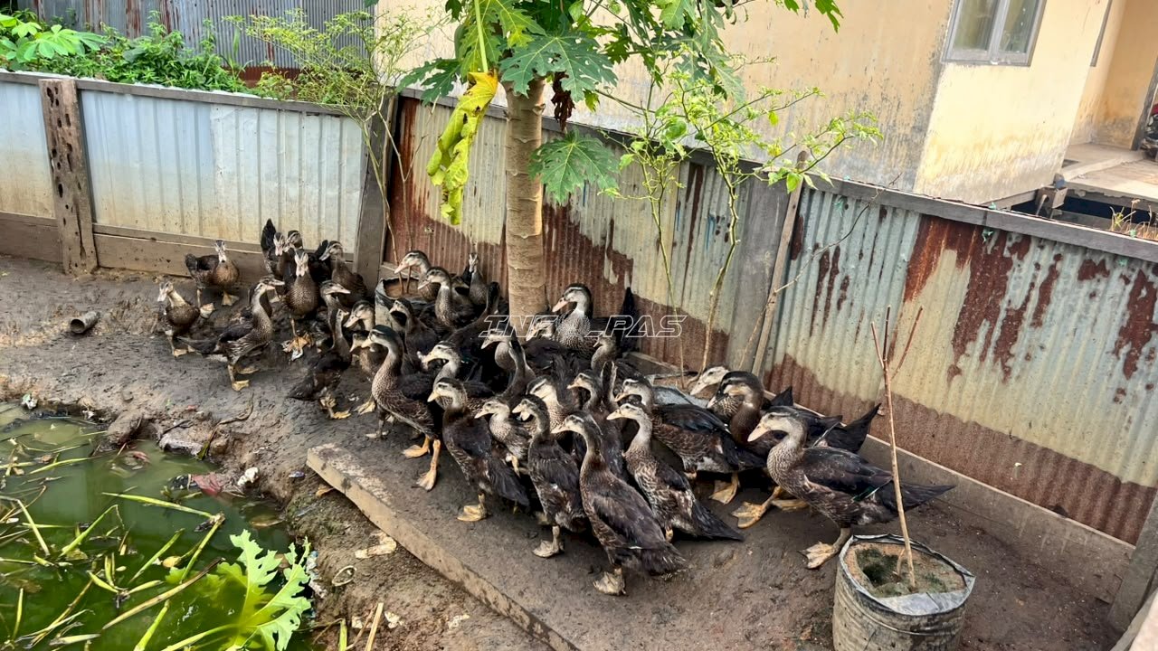 SAE Lapas Amuntai Manfaatkan Paya Lokal untuk Pakan Ternak Bebek