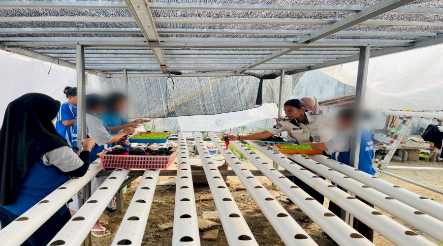 Lapas Perempuan Ambon Perkuat Program Ketahanan Pangan melalui Penanaman Selada