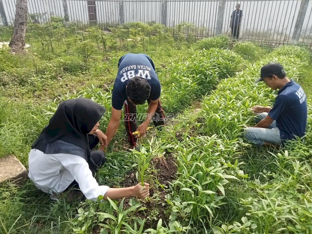 Rutan Barabai Panen Sawi dan Kangkung, Dukung Ketahanan Pangan dan Kemandirian Warga Binaan