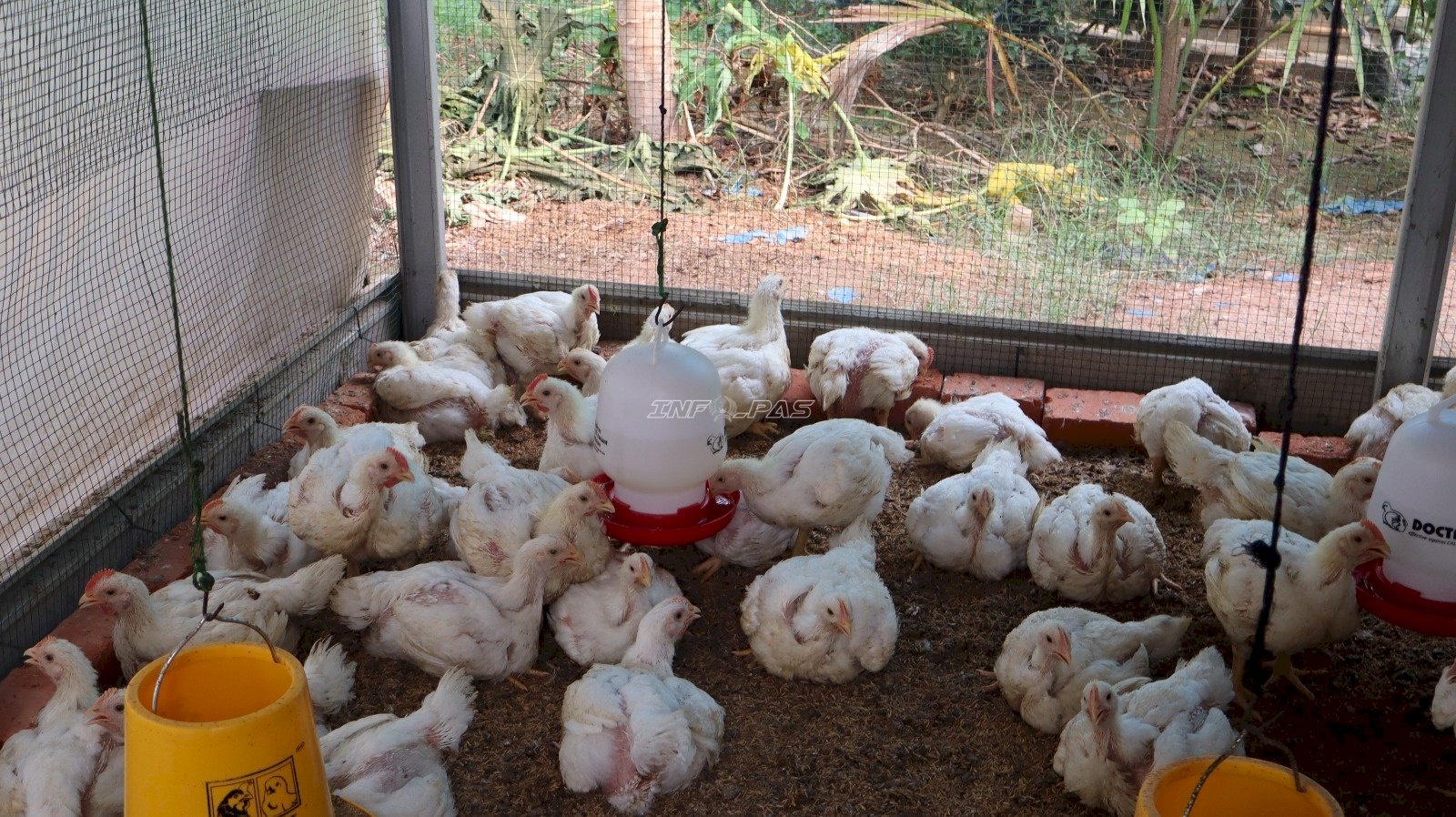Lapas Amuntai Panen 125 Kilogram Ayam, Dukung Ketahanan Pangan