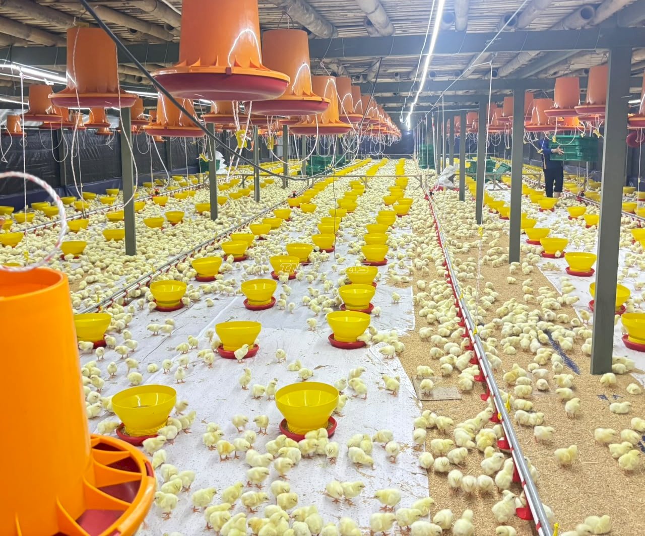 Tebar Perdana 20.000 DOC Ayam Broiler, Lapas Terbuka Kendal Resmikan Kandang
