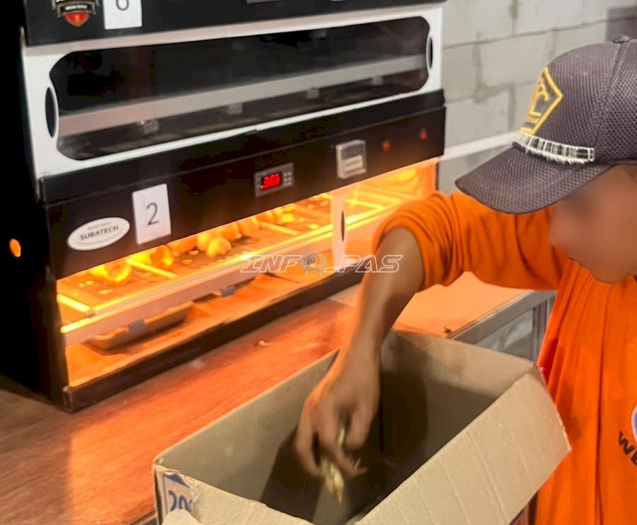 Lapas Terbuka Kendal Mulai Pasarkan DOC Ayam KUB, Produksi 50 Ekor per Hari