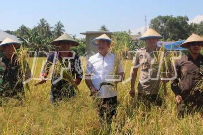 Lapas Sanana Panen Padi, Bupati Kab. Kepulauan Sula Apresiasi