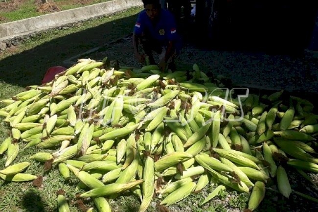 Lapas Piru Kembali Panen Jagung Manis