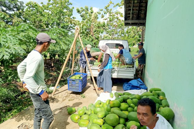 Lahan Asimilasi & Edukasi Rutan Purworejo Panen Pepaya Calina