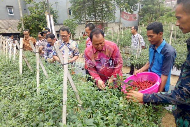 Panen Perdana Pertanian,  Bukti Keberhasilan Pondok Asimilasi Lapas Rangkasbitung