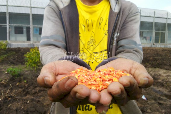 Sulap Lahan Kosong, WBP Lapas Sukamara Tanam 2.000 Bibit Jagung