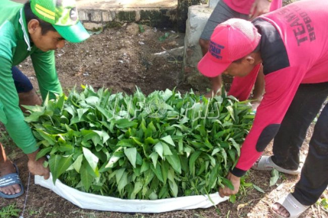 Budidaya Kangkung Ala Lapas Tuban, Baru Panen Langsung Ludes Terjual