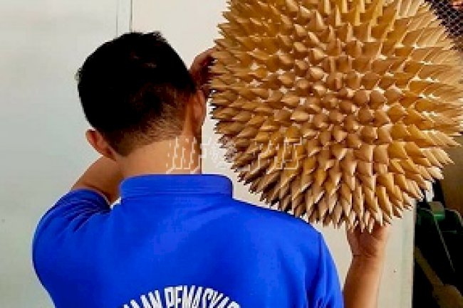 Lapas Sragen Produksi "Durian Terbesar"