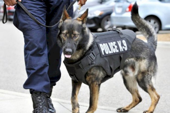 Penggeledahan di Lapas Kelas IIA Tangerang Libatkan Anjing Pelacak K-9