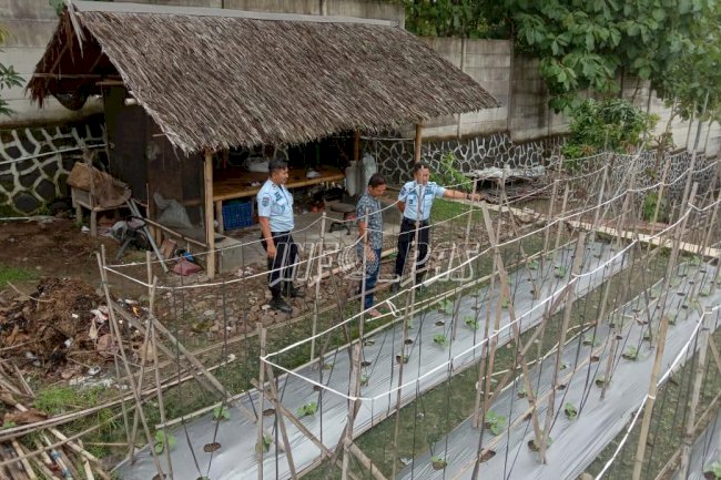 Budidaya Golden Melon, Lapas Cilegon Gandeng Dinas Ketahanan Pangan dan Pertanian
