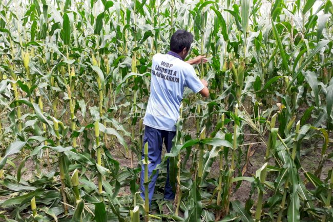 Panen Jagung Lapas Palangka Raya Ludes Terjual
