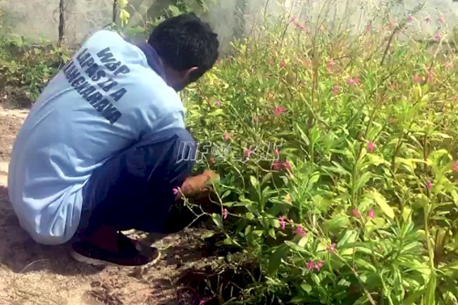 Ginseng Jawa Jadi Apotek Hidup di Lapas Palangka Raya