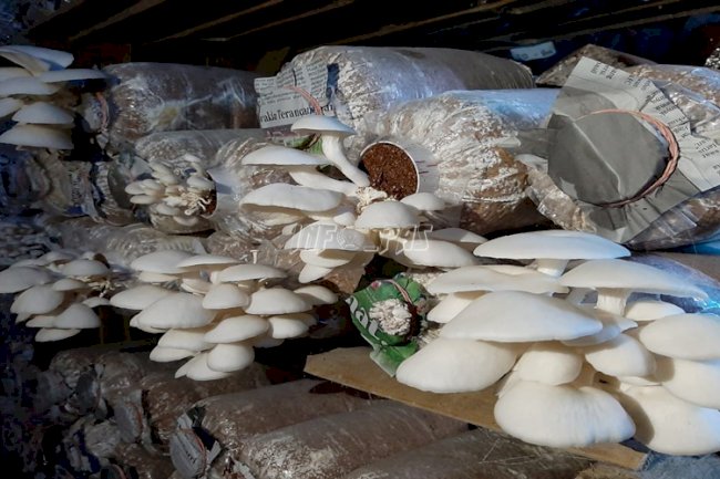 Lapas Kuningan Ciptakan Inovasi “Narapidana Panen Jamur”