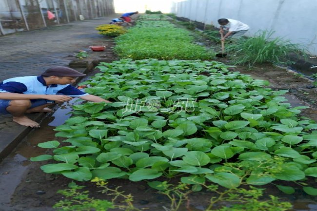WBP Sulap Branggang LPN Sungguminasa Jadi Lahan Hijau & Bermanfaat