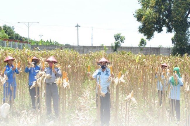 WBP Lapas Terbuka Kendal Produksi Ratusan Ton Pangan