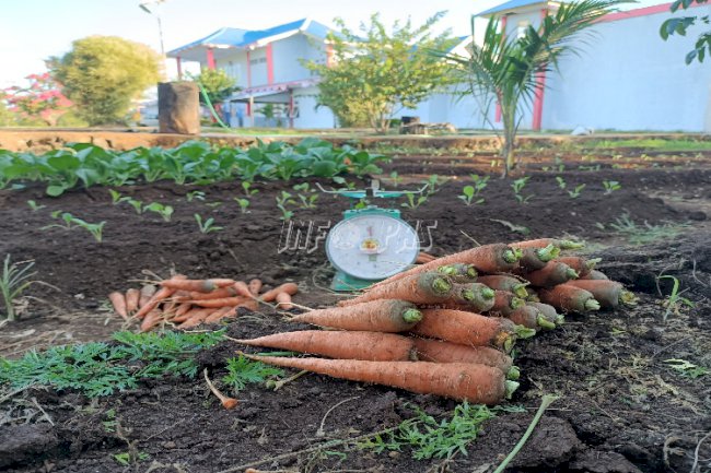 WBP Lapas Saumlaki Panen Wortel