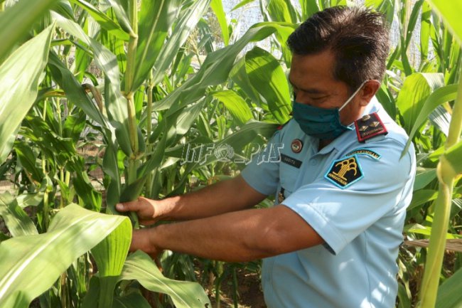 WBP LPN Karang Intan Panen Jagung Hasil Perkebunan