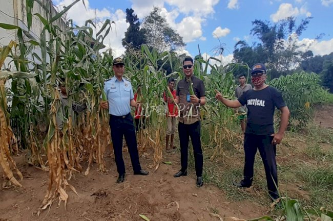 Rutan Manado Panen Jagung Tahap 2