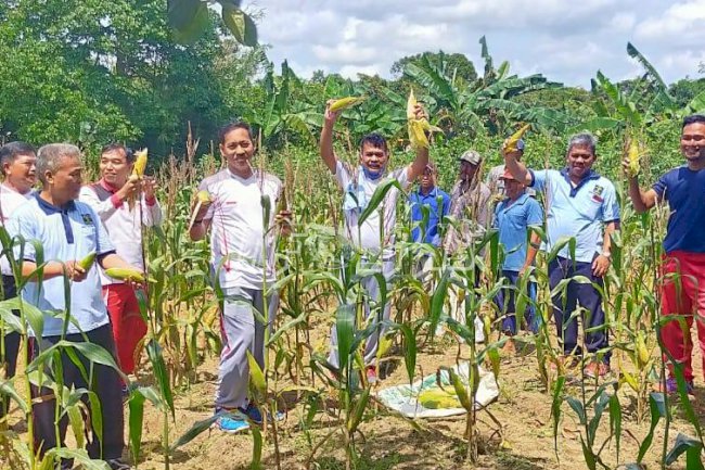 Manfaatkan Lahan Nganggur, Kalapas & WBP Lapas Tanjungpandan Panen Jagung