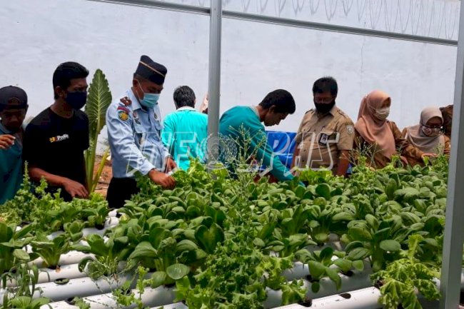 Warga Binaan Lapas Karang Intan Tanam Sayur dengan Hidroponik