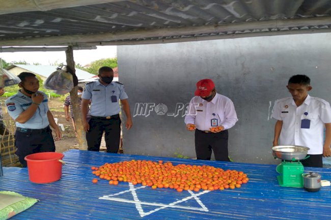 Lapas Wonreli Panen 15 Kg Tomat Segar