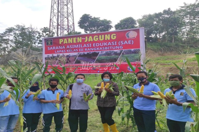 SAE Lapas Rangkasbitung Panen Jagung Manis