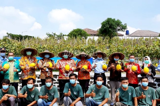 Lapas Cilegon Panen 2,5 Ton Golden Melon