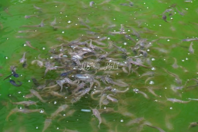 Budidaya Lele di LPN Jakarta Tetap Berjalan di Masa Pandemi