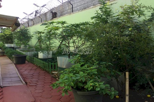 LPP Jakarta Kembangkan Apotek Hidup, Ada Tanaman Penangkal Kanker