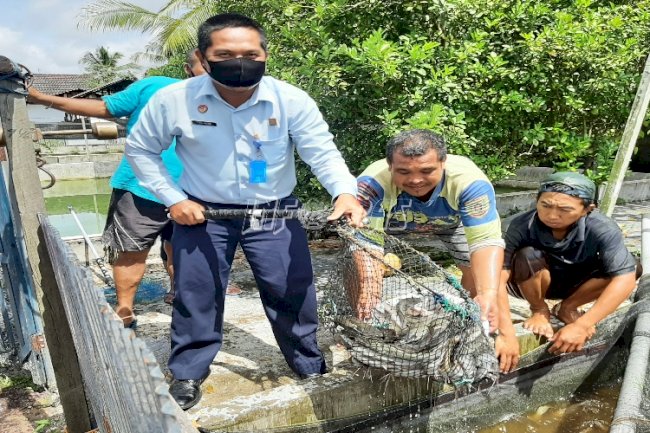 Bapas Palangka Raya Panen Lele Hasil Program Kemandirian Klien