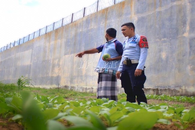 Rutan Banda Aceh Panen Sayur Pakcoy