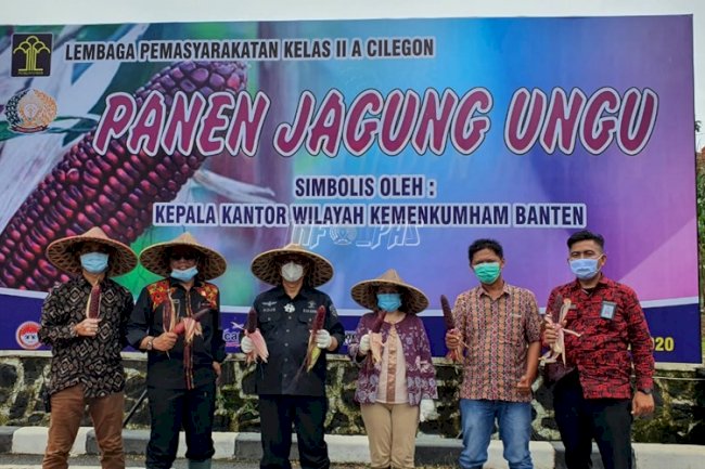 Lapas Cilegon Panen 600 Kg Jagung Ungu