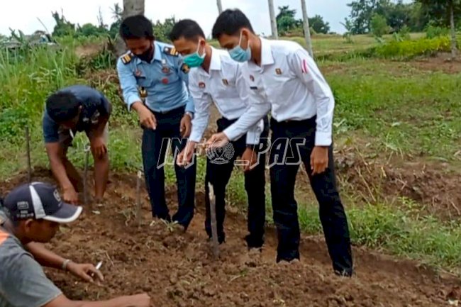 Bersama CPNS, SAE Lapas Rangkasbitung Budidaya Tanaman Porang