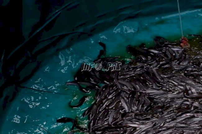 Lapas Sampit Panen Ikan Lele