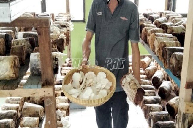 Rutan Kuala Kapuas Panen Jamur Tiram