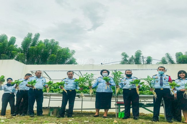  LPKA Ambon Panen Perdana Sayuran Hidroponik