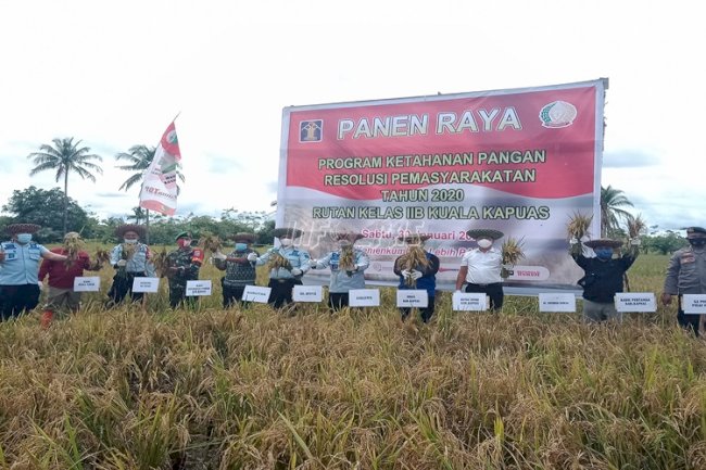 Rutan Kuala Kapuas Panen Raya Padi IR 64