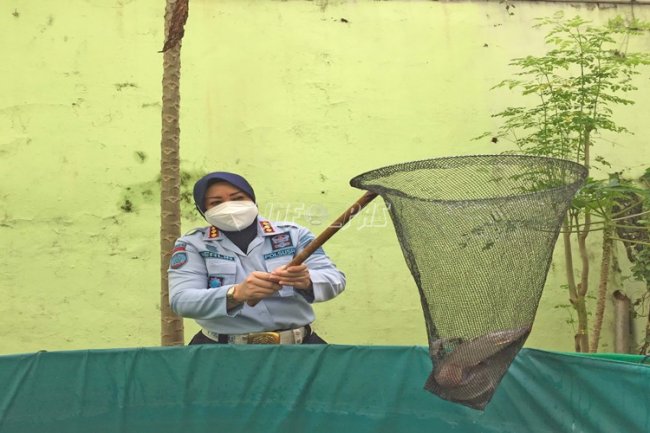 Panen Lele di LPP Jakarta Langsung Habis Diborong