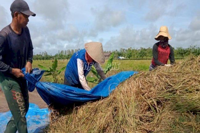 Panen Padi Hari ke-7 Rutan Kuala Kapuas Capai 45 Karung