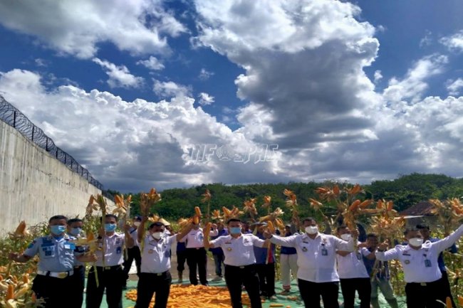 Di Lapas Way Kanan, Narapidana Bisa Panen Raya Jagung