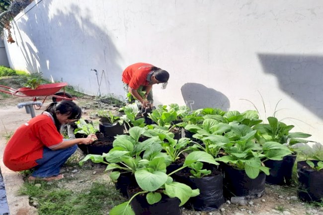 Lagi, LPP Ambon Sukses Panen Sayuran