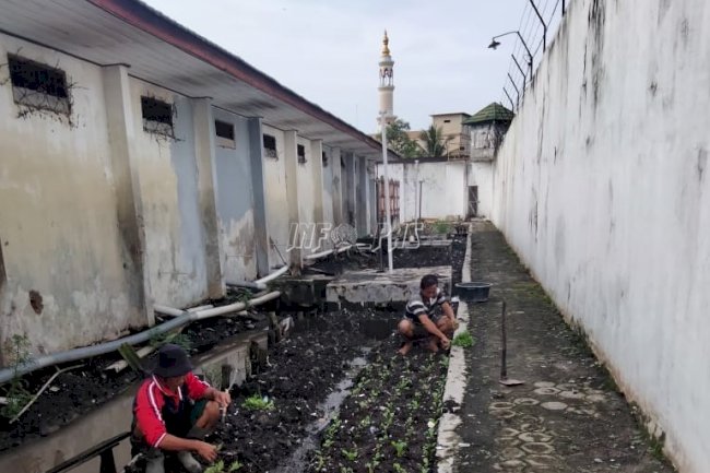 Rutan Kuala Kapuas Manfaatkan Lahan Sempit Untuk Ditanami Sayuran