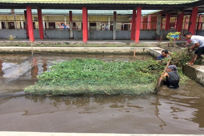 Digemari Masyarakat, Rutan Kuala Kapuas Budidayakan Ikan Nila