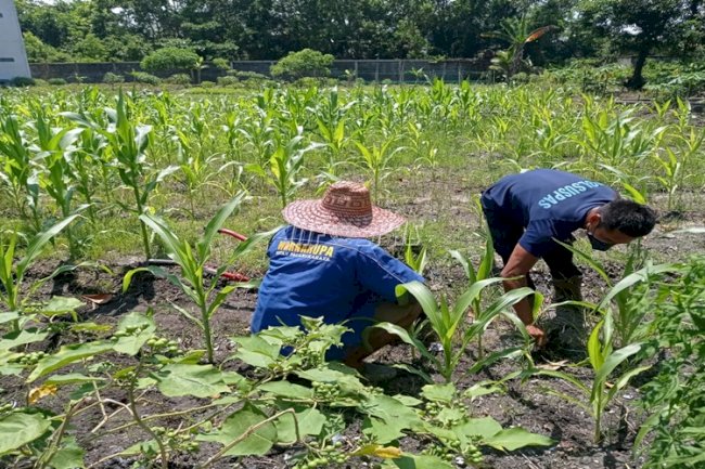 Dukung Ketahanan Pangan, Rutan Palangka Raya Kelola Kebun Jagung & Kangkung