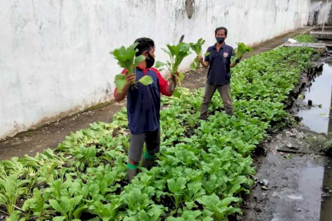 Manfaatkan Lahan Sempit, Rutan Kapuas Sukses Panen Sayuran