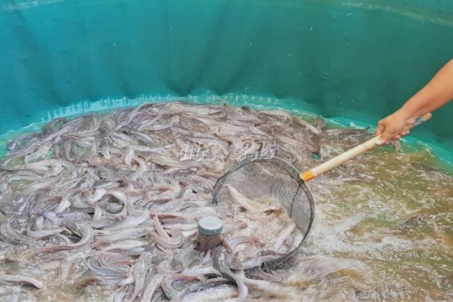 Dalam 3 Pekan, LPP Jakarta Panen 102 Kg Lele